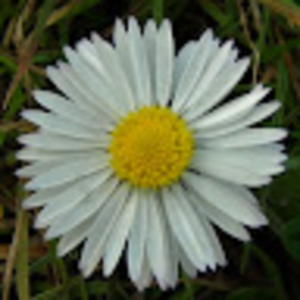 Meet your Posher, Daisy